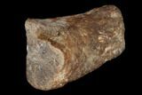 Fossil Raptor Pathological Phalange (Toe) - Texas #116727-2